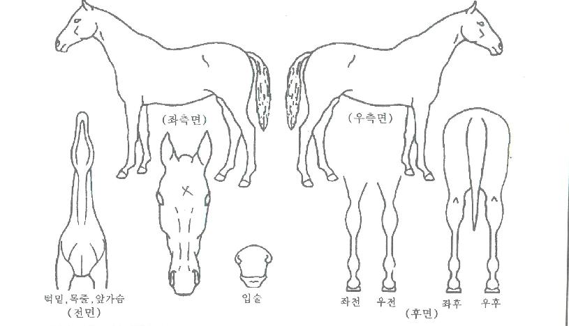 ���͹ٽÿ��� ����,���,�޸�,�λ�,�ٸ��� Ư¡����