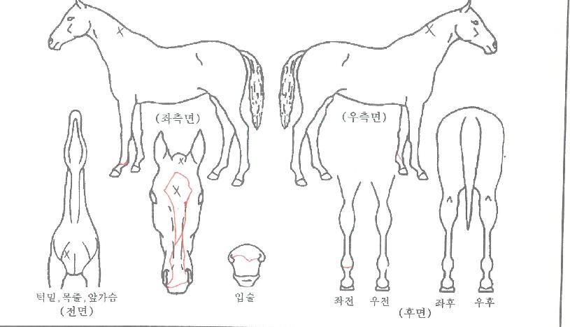 ±Â»è½ºÀÇ Ãø¸é,¿ì¸é,µÞ¸é,µÎ»ó,´Ù¸®ÀÇ Æ¯Â¡µµÇØ