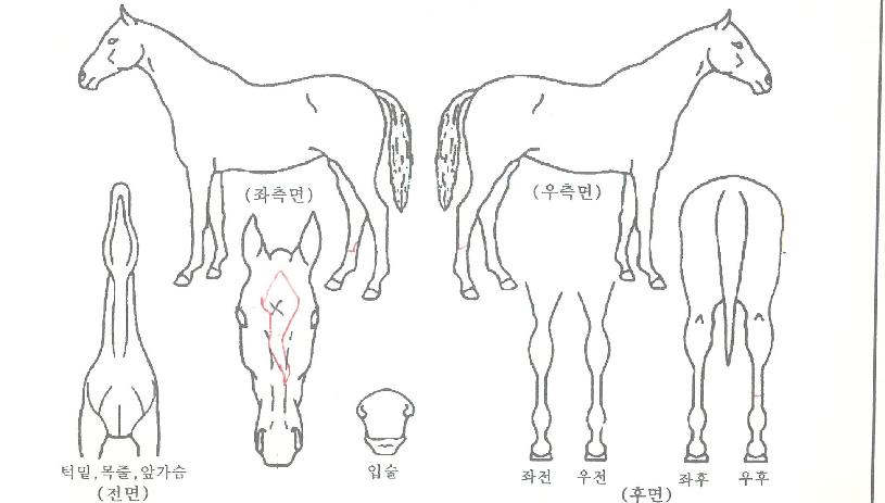 ºñ¿£ÅäÀÇ Ãø¸é,¿ì¸é,µÞ¸é,µÎ»ó,´Ù¸®ÀÇ Æ¯Â¡µµÇØ