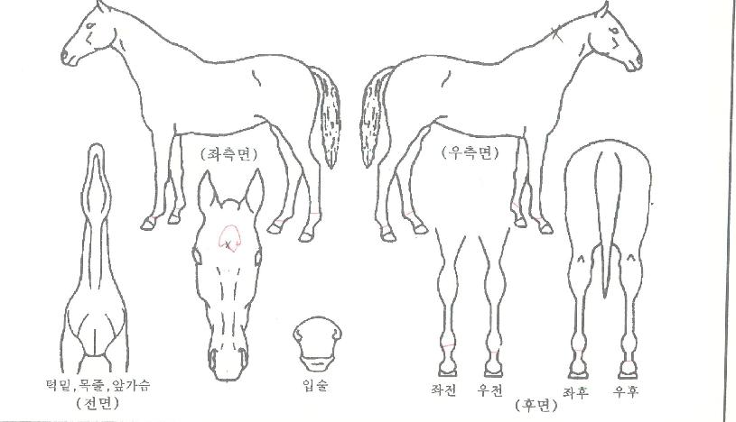 �������̿��� ����,���,�޸�,�λ�,�ٸ��� Ư¡����