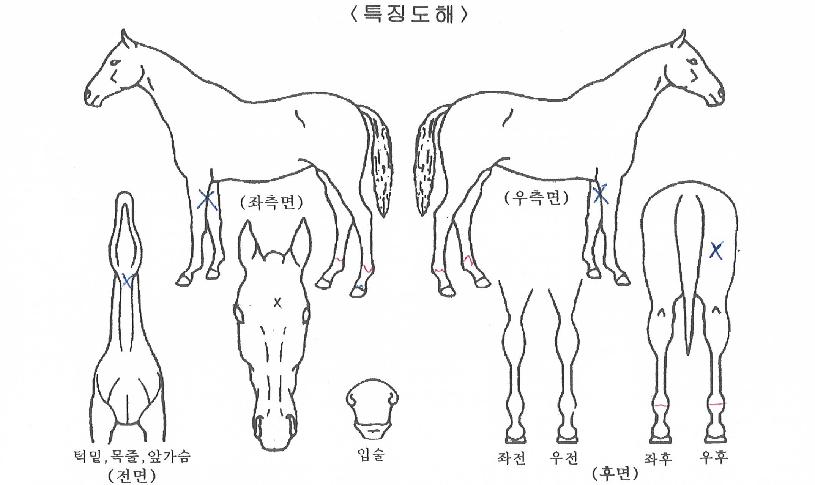 ������Ƽ���� ����,���,�޸�,�λ�,�ٸ��� Ư¡����