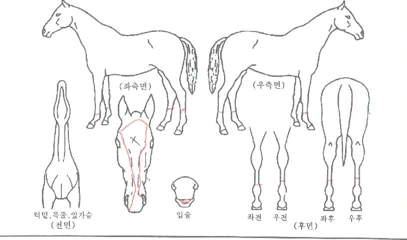 �Ҹ���ǳ�� ����,���,�޸�,�λ�,�ٸ��� Ư¡����