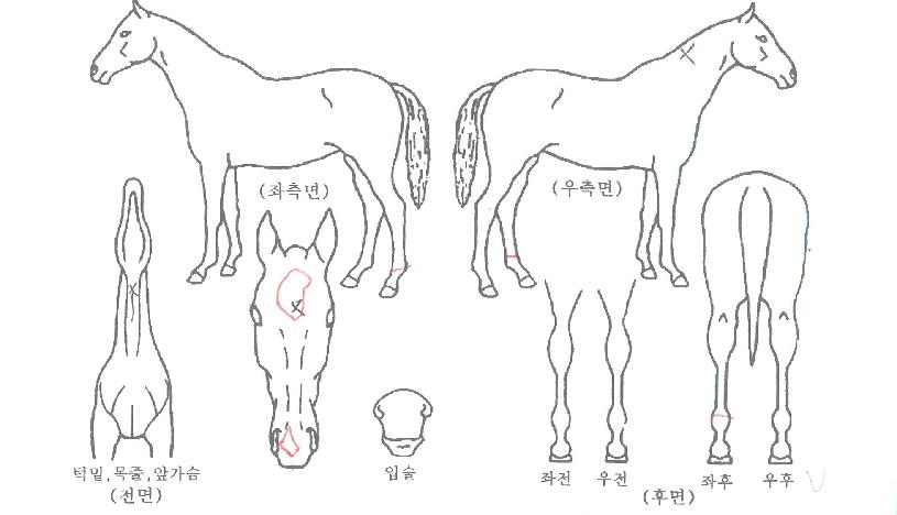 �̶������ ����,���,�޸�,�λ�,�ٸ��� Ư¡����