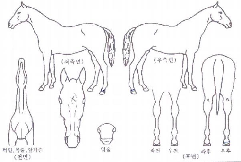 �λ��װ��ű��� ����,���,�޸�,�λ�,�ٸ��� Ư¡����