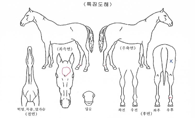 ½º¸¶Æ®Àü»çÀÇ Ãø¸é,¿ì¸é,µÞ¸é,µÎ»ó,´Ù¸®ÀÇ Æ¯Â¡µµÇØ