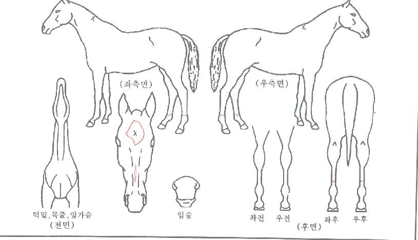 ¸Ó´Ï½ºÅæÀÇ Ãø¸é,¿ì¸é,µÞ¸é,µÎ»ó,´Ù¸®ÀÇ Æ¯Â¡µµÇØ