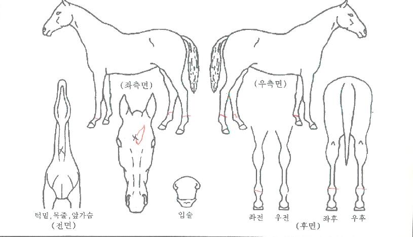 ÅëÀÏÀü»çÀÇ Ãø¸é,¿ì¸é,µÞ¸é,µÎ»ó,´Ù¸®ÀÇ Æ¯Â¡µµÇØ