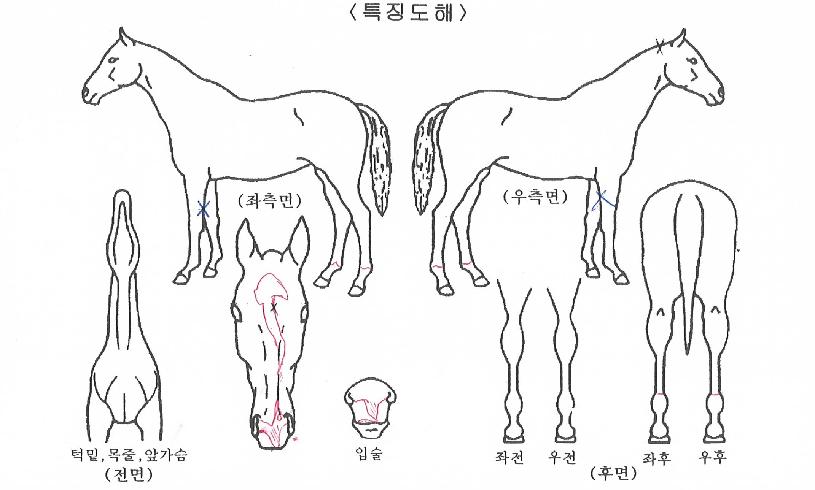 �����ִϾ��� ����,���,�޸�,�λ�,�ٸ��� Ư¡����