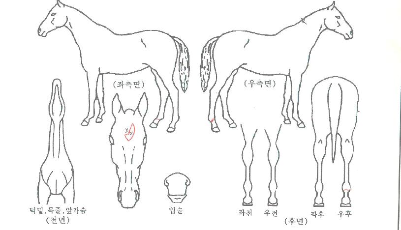 ¸®Ä¡Ä«¿ìº¸ÀÌÀÇ Ãø¸é,¿ì¸é,µÞ¸é,µÎ»ó,´Ù¸®ÀÇ Æ¯Â¡µµÇØ