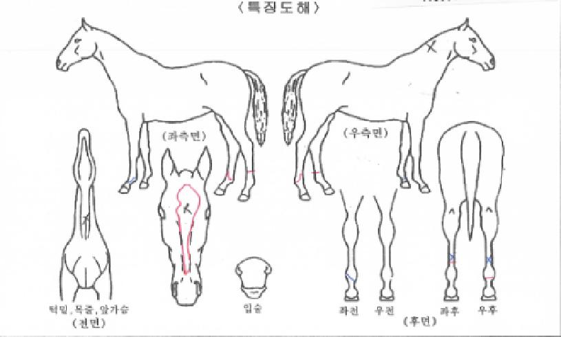 ³ªÀdzª¶óÀÇ Ãø¸é,¿ì¸é,µÞ¸é,µÎ»ó,´Ù¸®ÀÇ Æ¯Â¡µµÇØ