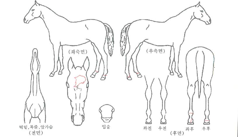 ´õÆÄÀÌÆÃÀÇ Ãø¸é,¿ì¸é,µÞ¸é,µÎ»ó,´Ù¸®ÀÇ Æ¯Â¡µµÇØ