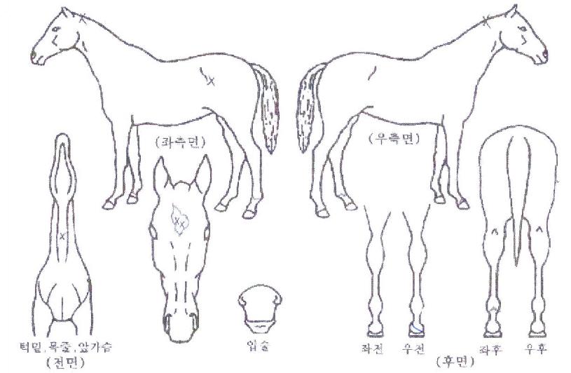 Çϴÿ︲ÀÇ Ãø¸é,¿ì¸é,µÞ¸é,µÎ»ó,´Ù¸®ÀÇ Æ¯Â¡µµÇØ