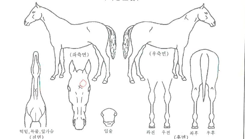 Į��ũ�� ����,���,�޸�,�λ�,�ٸ��� Ư¡����