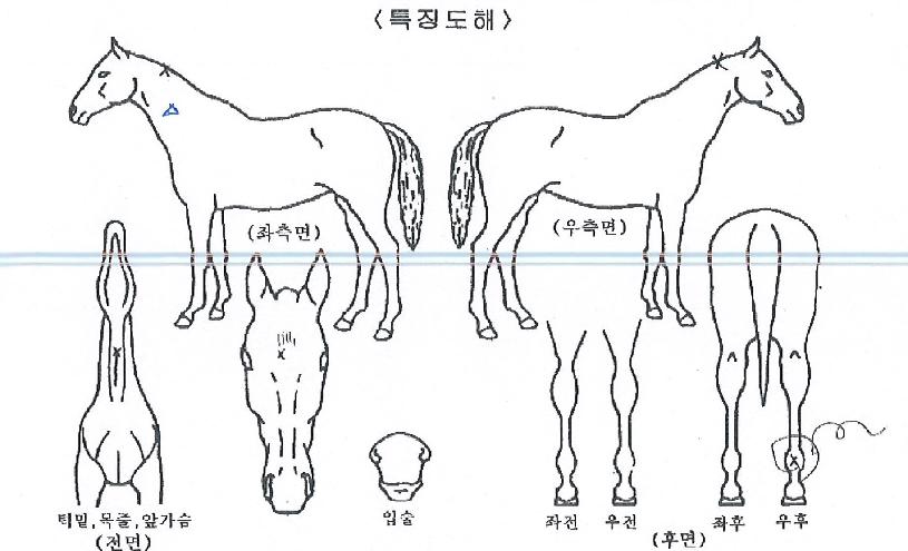 �ݼ������� ����,���,�޸�,�λ�,�ٸ��� Ư¡����