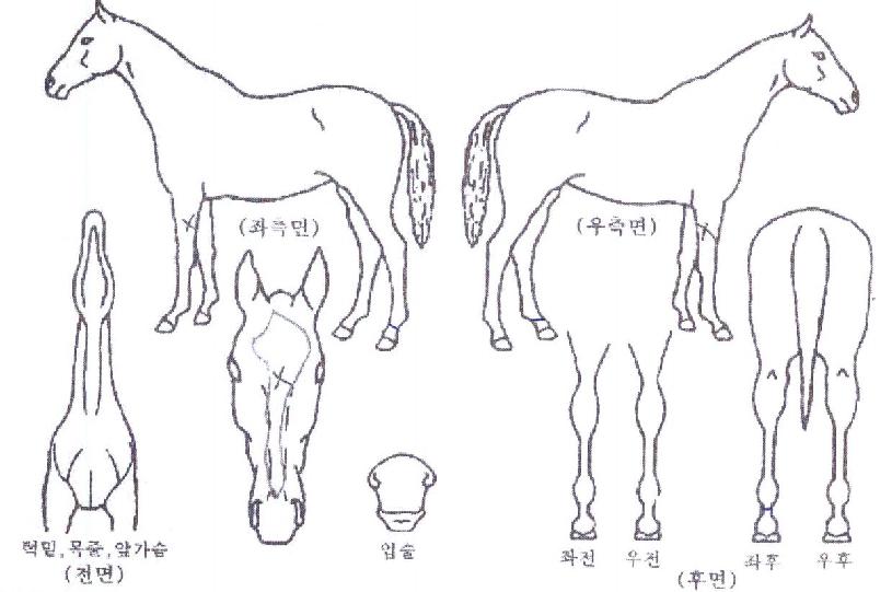 ±Û·Î¸®¼ÛÀÇ Ãø¸é,¿ì¸é,µÞ¸é,µÎ»ó,´Ù¸®ÀÇ Æ¯Â¡µµÇØ