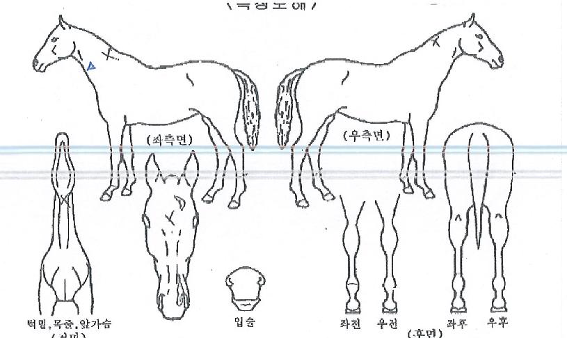 Ȧ¸®µ¥ÀÌÂüÀÇ Ãø¸é,¿ì¸é,µÞ¸é,µÎ»ó,´Ù¸®ÀÇ Æ¯Â¡µµÇØ