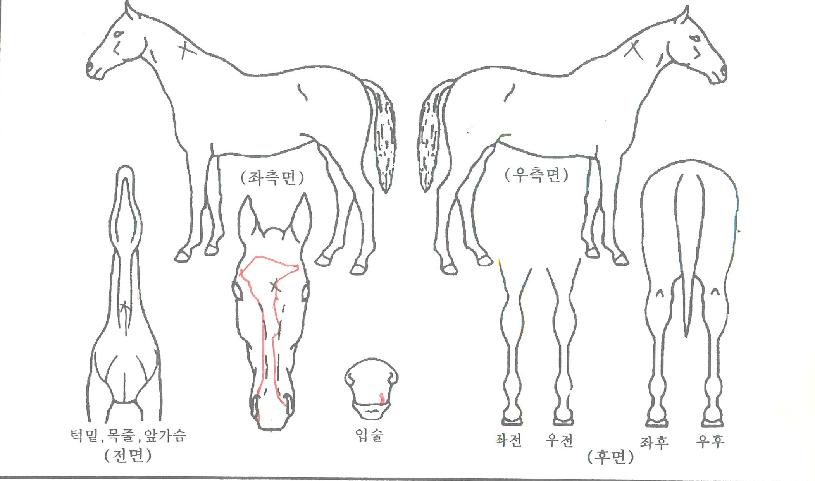 ¼®¼¼½º¸¶ÃÊÀÇ Ãø¸é,¿ì¸é,µÞ¸é,µÎ»ó,´Ù¸®ÀÇ Æ¯Â¡µµÇØ