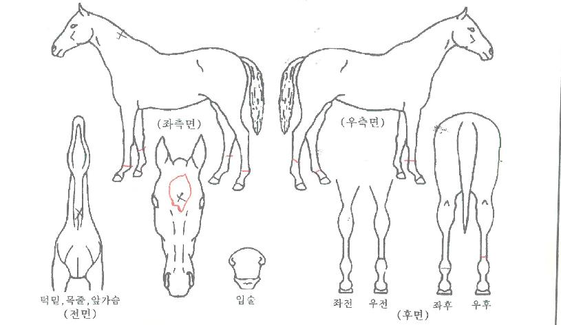 ��������ũ�� ����,���,�޸�,�λ�,�ٸ��� Ư¡����