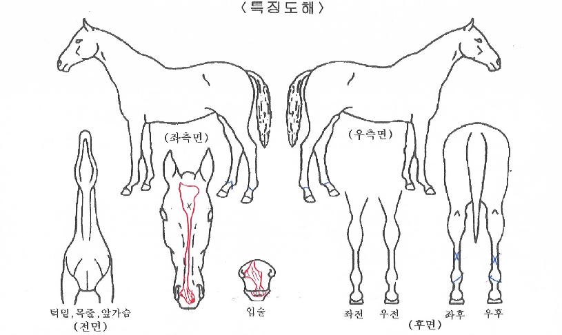 ¼¼¸í³ª·¡ÀÇ Ãø¸é,¿ì¸é,µÞ¸é,µÎ»ó,´Ù¸®ÀÇ Æ¯Â¡µµÇØ