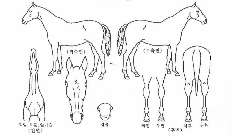 ¿ø´õǮŸÀÌÄïÀÇ Ãø¸é,¿ì¸é,µÞ¸é,µÎ»ó,´Ù¸®ÀÇ Æ¯Â¡µµÇØ