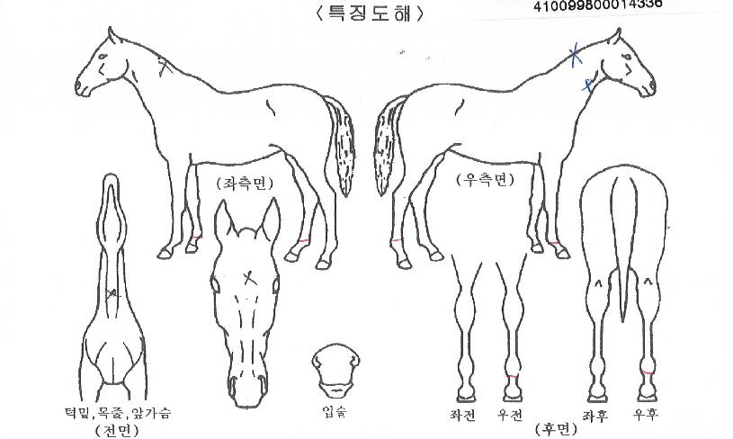 ·çºñÄÜÀÇ Ãø¸é,¿ì¸é,µÞ¸é,µÎ»ó,´Ù¸®ÀÇ Æ¯Â¡µµÇØ