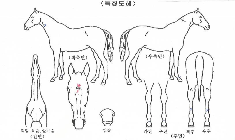 ¸íÁøµ¥ÀÌÀÇ Ãø¸é,¿ì¸é,µÞ¸é,µÎ»ó,´Ù¸®ÀÇ Æ¯Â¡µµÇØ