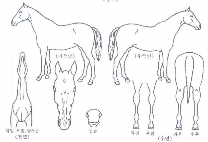 ´õÇÁ¸°¼¼½ºÀÇ Ãø¸é,¿ì¸é,µÞ¸é,µÎ»ó,´Ù¸®ÀÇ Æ¯Â¡µµÇØ