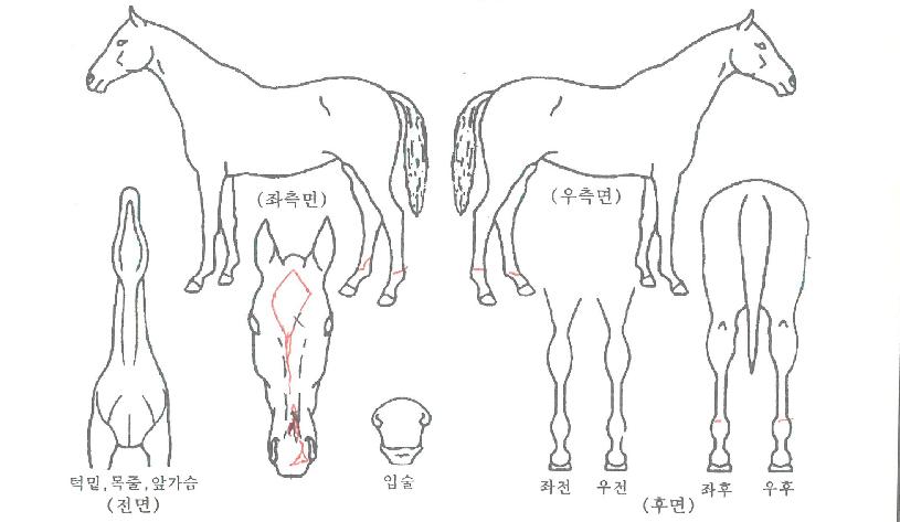 ����Ʈīī���� ����,���,�޸�,�λ�,�ٸ��� Ư¡����