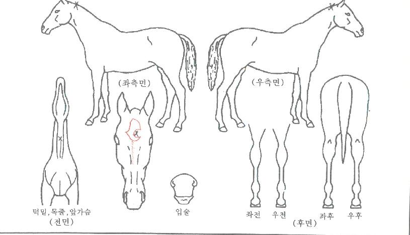 ºí·¢¿Ã¸®ºêÀÇ Ãø¸é,¿ì¸é,µÞ¸é,µÎ»ó,´Ù¸®ÀÇ Æ¯Â¡µµÇØ