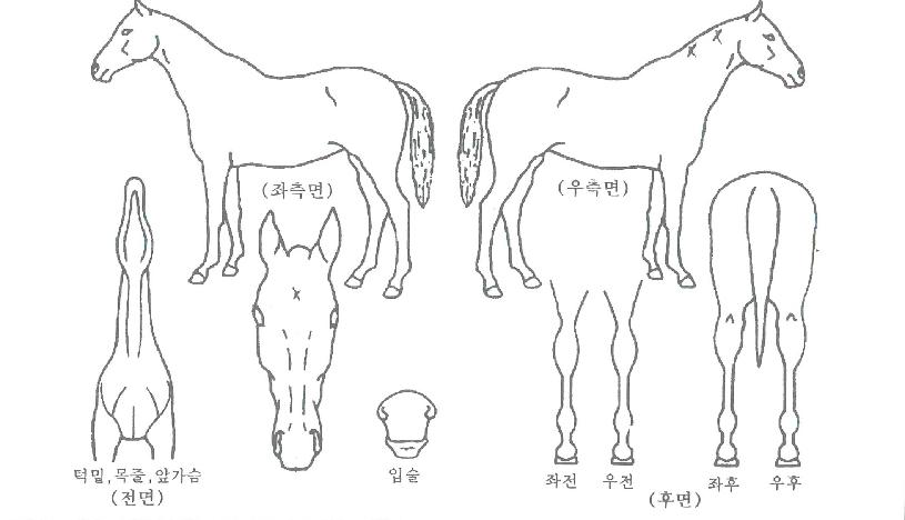»ç°¡¸£¸¶Å¸ÀÇ Ãø¸é,¿ì¸é,µÞ¸é,µÎ»ó,´Ù¸®ÀÇ Æ¯Â¡µµÇØ