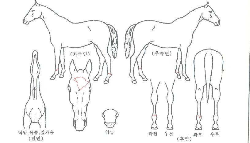 ĳġ�����丮�� ����,���,�޸�,�λ�,�ٸ��� Ư¡����