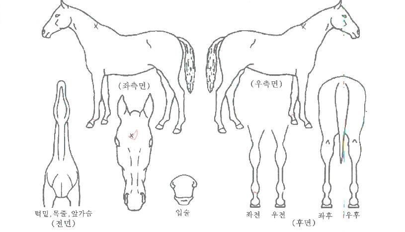 ¹Ì½º¾çÈ£ÀÇ Ãø¸é,¿ì¸é,µÞ¸é,µÎ»ó,´Ù¸®ÀÇ Æ¯Â¡µµÇØ