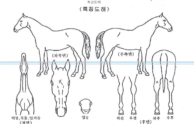 ƼÆÄ´Ïºí·çÀÇ Ãø¸é,¿ì¸é,µÞ¸é,µÎ»ó,´Ù¸®ÀÇ Æ¯Â¡µµÇØ