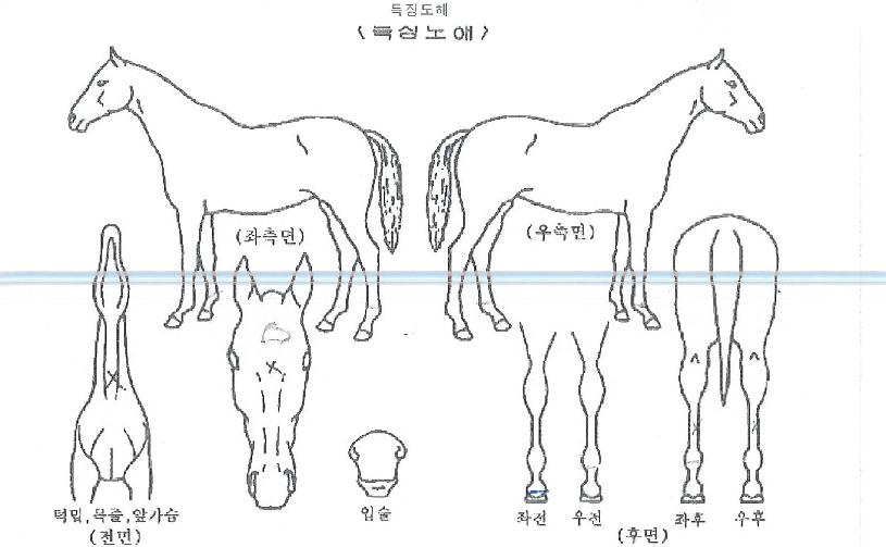 ����ĸƾ�� ����,���,�޸�,�λ�,�ٸ��� Ư¡����