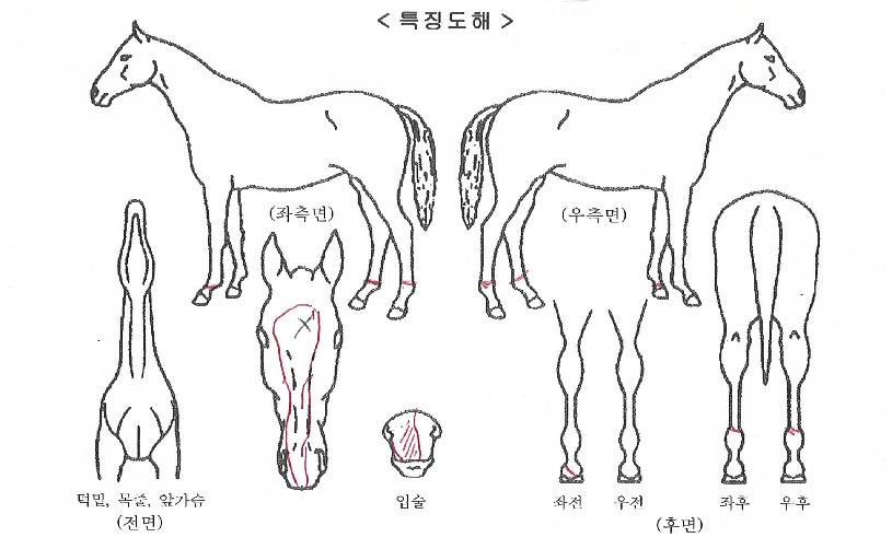 �ٴ��ǲ��� ����,���,�޸�,�λ�,�ٸ��� Ư¡����