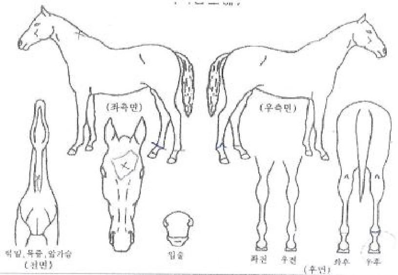 �̽��뷯�� ����,���,�޸�,�λ�,�ٸ��� Ư¡����