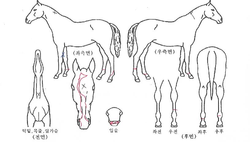 ·°¼Å¸®Å·ÀÇ Ãø¸é,¿ì¸é,µÞ¸é,µÎ»ó,´Ù¸®ÀÇ Æ¯Â¡µµÇØ
