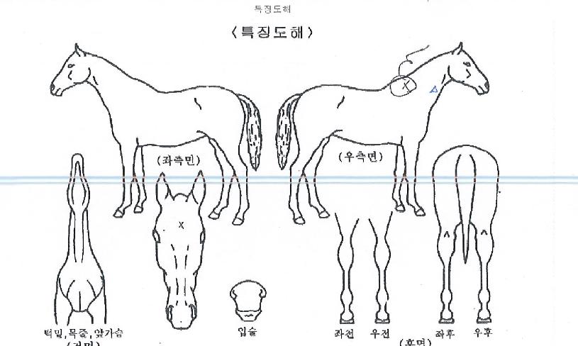 ³í½ºÅé±â»óÀÇ Ãø¸é,¿ì¸é,µÞ¸é,µÎ»ó,´Ù¸®ÀÇ Æ¯Â¡µµÇØ