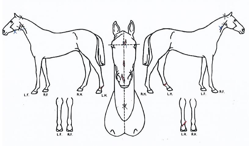 ´õÆ®¼ÆÛÀÇ Ãø¸é,¿ì¸é,µÞ¸é,µÎ»ó,´Ù¸®ÀÇ Æ¯Â¡µµÇØ