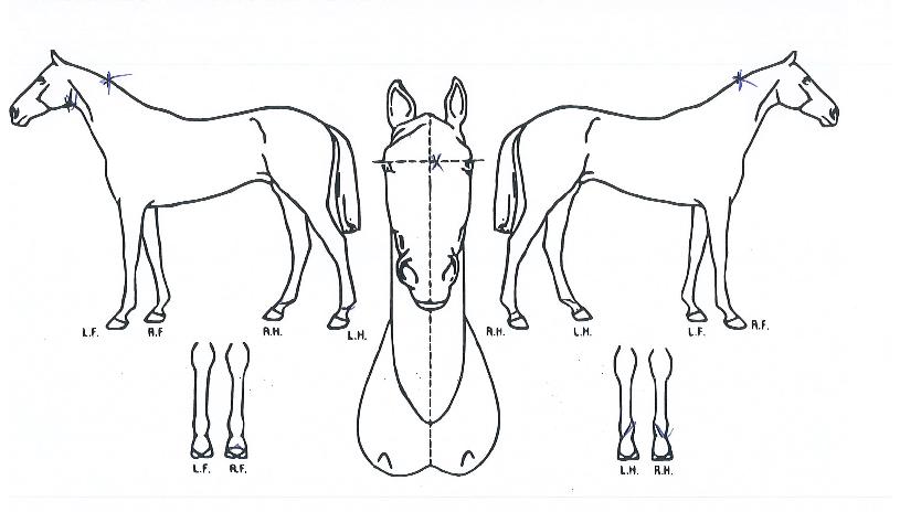 �۷ι��轺�� ����,���,�޸�,�λ�,�ٸ��� Ư¡����