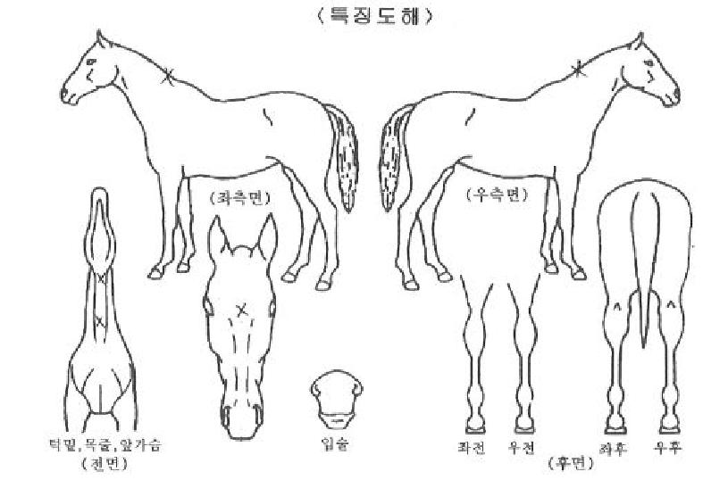 õ����� ����,���,�޸�,�λ�,�ٸ��� Ư¡����