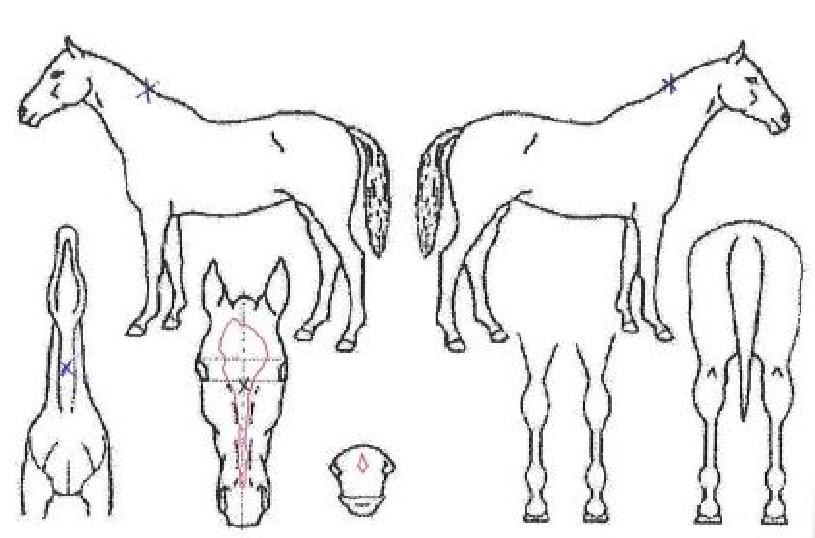 ������� ����,���,�޸�,�λ�,�ٸ��� Ư¡����