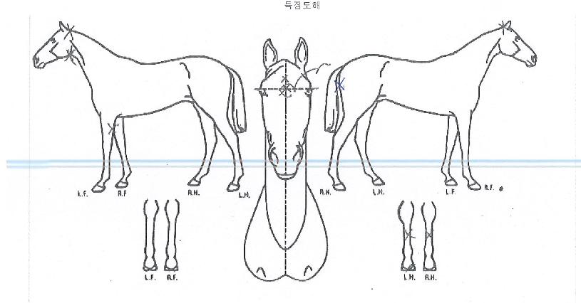 Ãá»êÀÇ Ãø¸é,¿ì¸é,µÞ¸é,µÎ»ó,´Ù¸®ÀÇ Æ¯Â¡µµÇØ