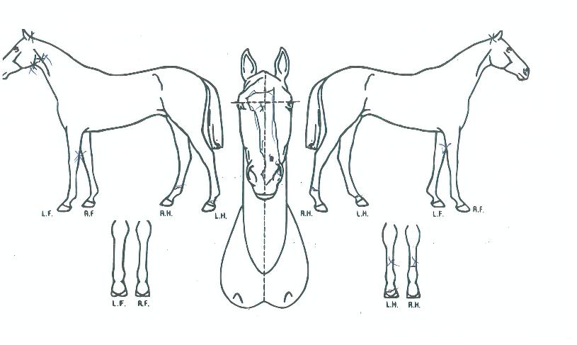 ���������� ����,���,�޸�,�λ�,�ٸ��� Ư¡����