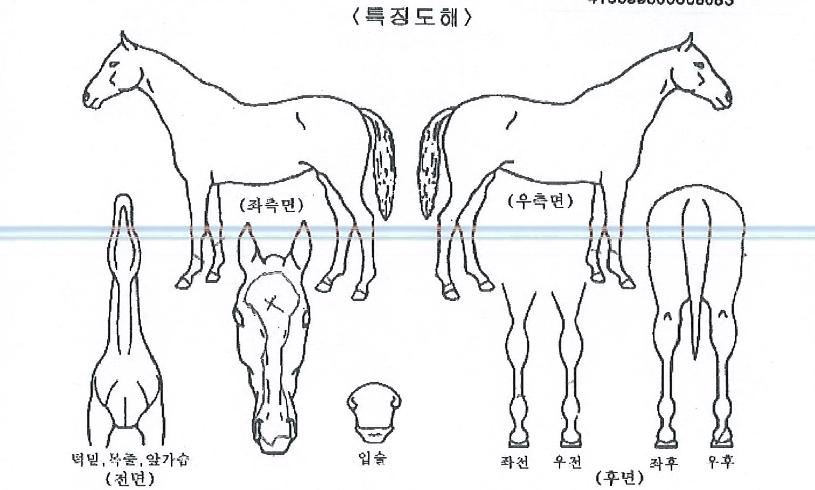 ������ ����,���,�޸�,�λ�,�ٸ��� Ư¡����