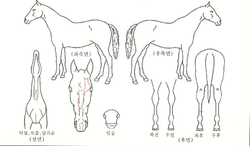 ����Ǯ����Ʈ�� ����,���,�޸�,�λ�,�ٸ��� Ư¡����