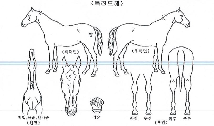 ÆÄ¿öÄÉÀÌÀÇ Ãø¸é,¿ì¸é,µÞ¸é,µÎ»ó,´Ù¸®ÀÇ Æ¯Â¡µµÇØ