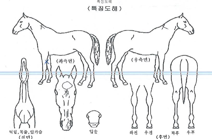 ��������� ����,���,�޸�,�λ�,�ٸ��� Ư¡����