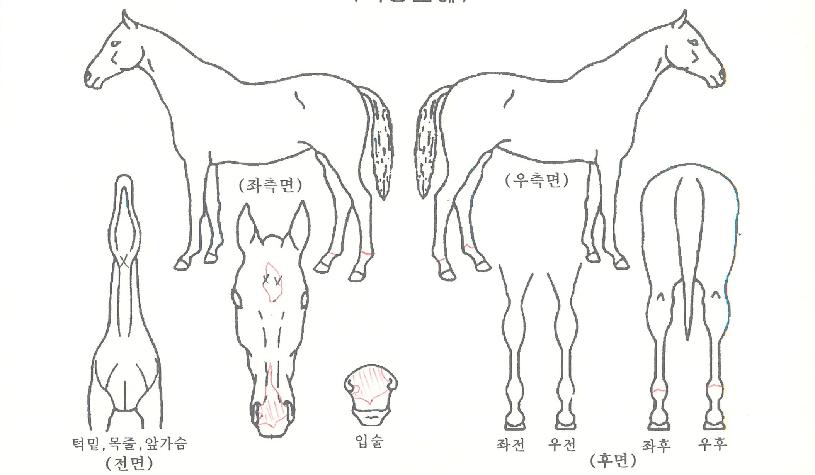 ��緹�̼��� ����,���,�޸�,�λ�,�ٸ��� Ư¡����