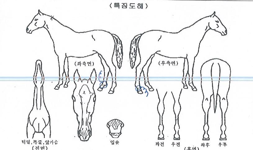 ���̿�Ƽ����� ����,���,�޸�,�λ�,�ٸ��� Ư¡����